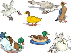 images de canards