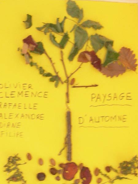 arbre en feuilles et marrons