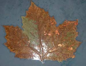 feuille d'arbre plastifiée></div></td>
    <td><div align=