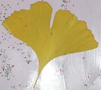 feuille de ginko