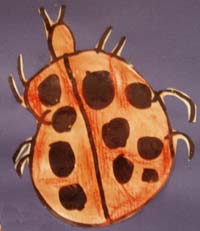 coccinelle