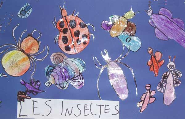 insectes