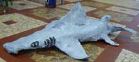 requin