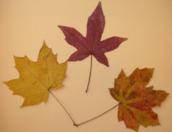 tableaux avec des feuilles séchées