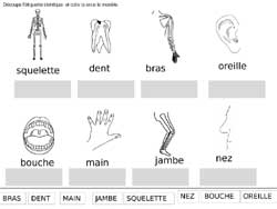 fiche sur le corps humain pour faire correspondre des étiquettes en script avec des étiquettes en capitales d'imprimerie