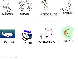 fiche d'écriture majuscule de noms d'animaux marins
