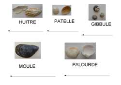 fiche d'écriture majuscule de noms de coquillages