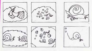 images séquentiellles à remettre dans l'ordre sur la naissance d'un escargot